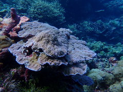 Montipora flabellata