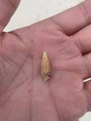 Cerithium claviforme