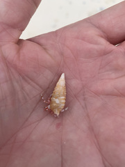 Cerithium claviforme