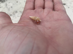 Cerithium claviforme