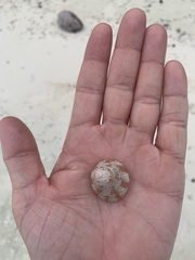 Trochus intextus