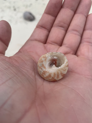 Trochus intextus