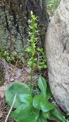 Platanthera hookeri
