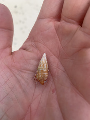 Cerithium claviforme