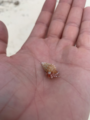 Cerithium claviforme