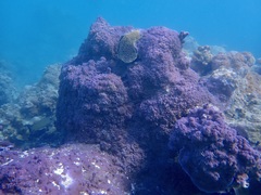 Montipora flabellata