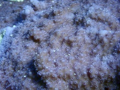 Montipora flabellata