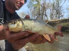 Moxostoma pisolabrum