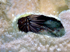 Echinometra mathaei