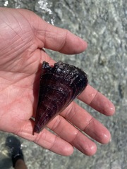Atrina vexillum
