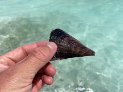 Atrina vexillum