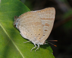 Arhopala eupolis