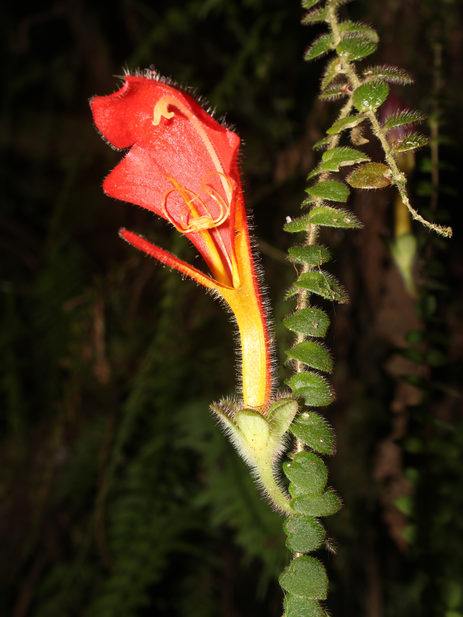Columnea microphylla