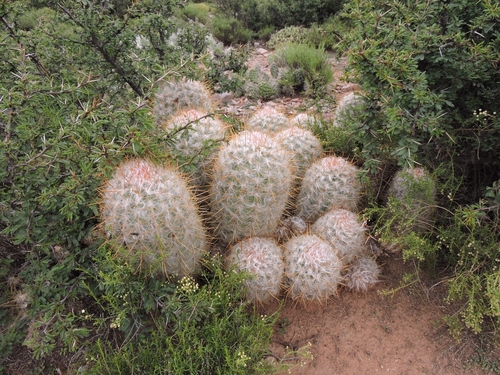 Image of Oreocereus trollii by no rights reserved