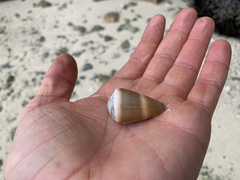 Conus lividus