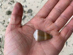 Conus lividus
