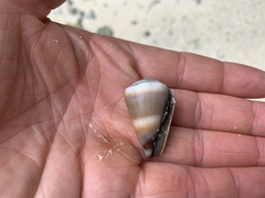 Conus lividus