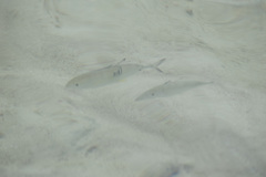 Decapterus macarellus
