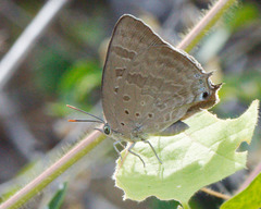 Arhopala eupolis