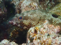 Epinephelus spilotoceps