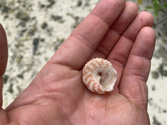 Trochus intextus