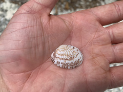 Gafrarium pectinatum