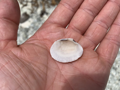 Gafrarium pectinatum