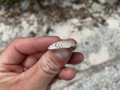 Gafrarium pectinatum