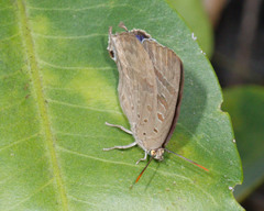 Arhopala eupolis