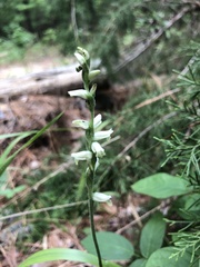 Spiranthes sylvatica
