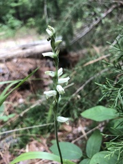 Spiranthes sylvatica