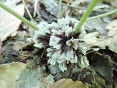 Thelephora penicillata
