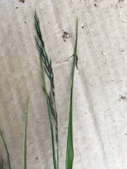 Melica subulata