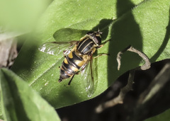 Helophilus fasciatus
