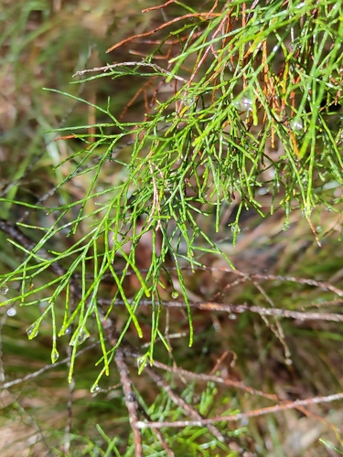 Callitris columellaris