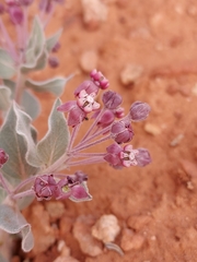 Asclepias ruthiae
