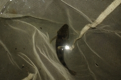 Gobiomorphus cotidianus