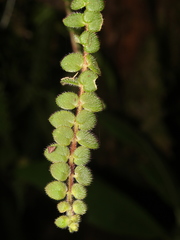 Columnea microphylla