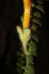 Columnea microphylla