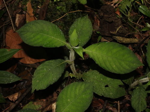 Hoffmannia formicaria · iNaturalist United Kingdom