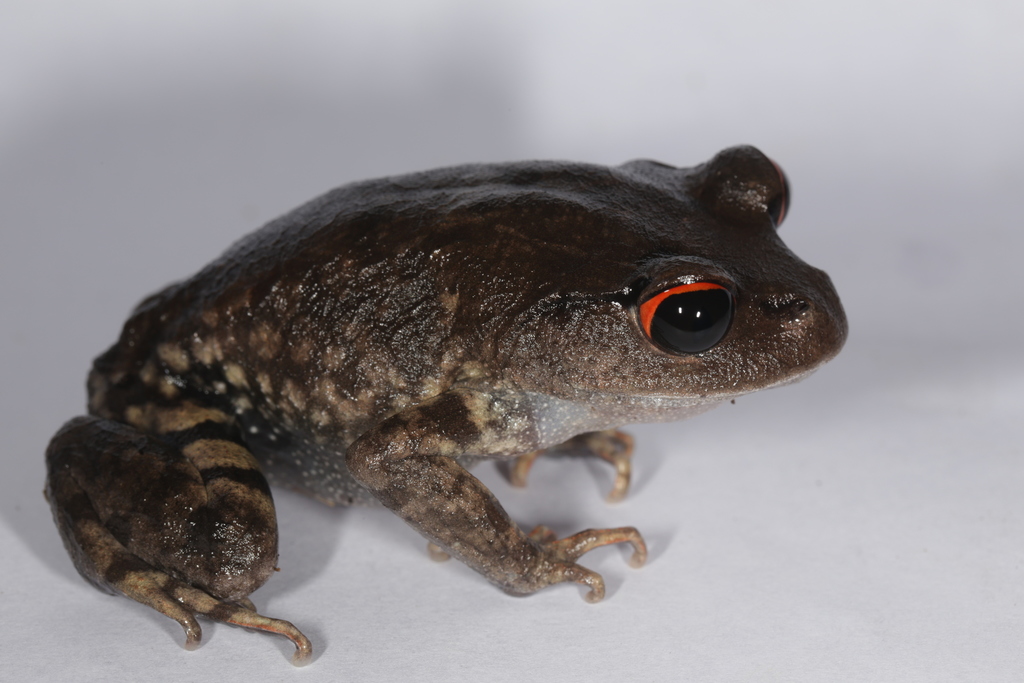 Mouhot's Litter Frog