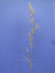Aristida purpurea wrightii