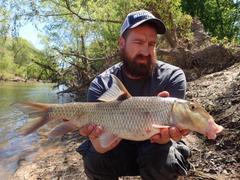 Moxostoma pappillosum