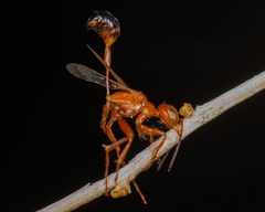 Ammophila wrightii
