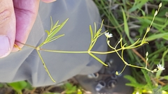 Stellaria longifolia