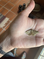 Erastria decrepitaria