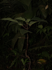 Glossoloma pedunculatum