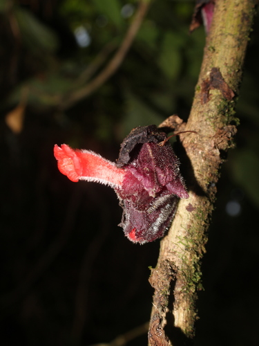 Glossoloma pedunculatum