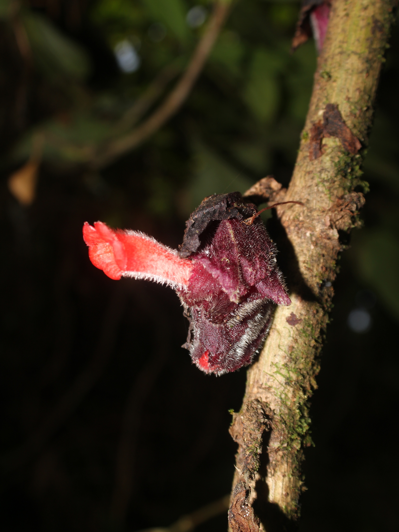 Glossoloma pedunculatum