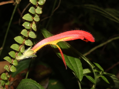 Columnea microphylla